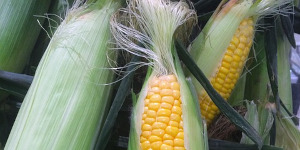 Ears of corn