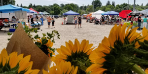 Sunflowers in front of a street