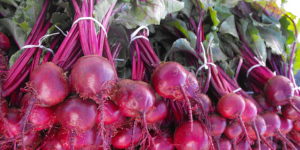 Purple beets