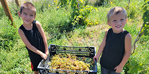 Two children harvesting grapes