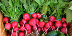 Radishes