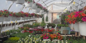 Plants growing in a greenhouse.