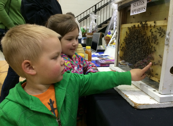 Boy touching bee display