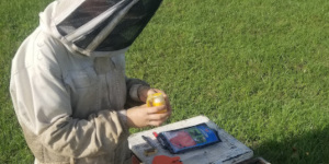 Woman working with bees