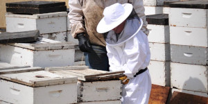 Man working with bee boxes.
