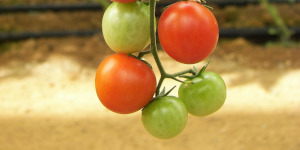 Tomatoes on the vine