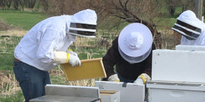 People working with beehives