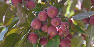 Apples growing on a tree