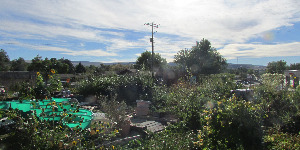 Community garden