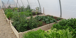Raised beds in a high tunnel