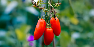 Red tomatoes on the vine