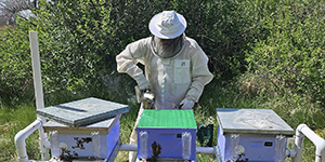 Person working with bee boxes