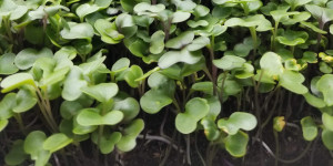 Microgreens