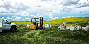 Honey boxes in a field