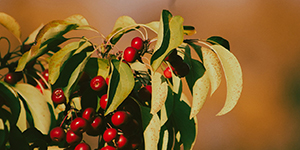 Chokecherries