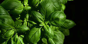 Basil