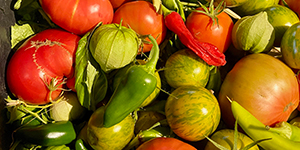 Fresh tomatoes, peppers, and tomatillos