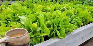 Lettuce growing in a raised bed