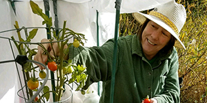 Person picking tomatoes