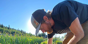 Man harvesting vegetables
