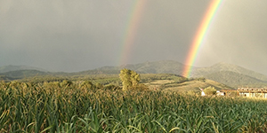 Rainbows over fields of garlic