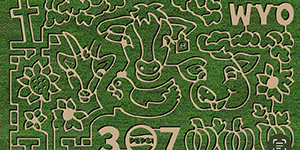 Corn maze