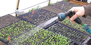 Water spraying plant starts