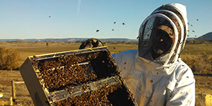 Person working with bees