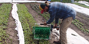 Man harvesting vegetables