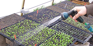 Hand watering seedlings