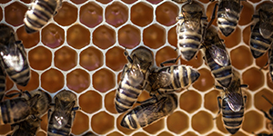 Bees on a honeycomb