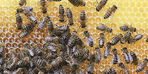 Bees on a honeycomb