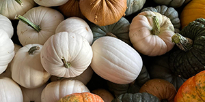 Assorted pumpkins