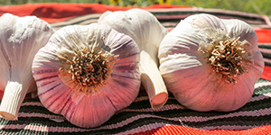 Garlic