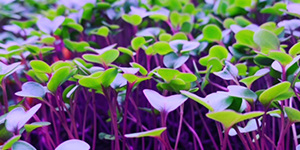 Microgreens