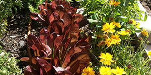 Lettuce and flowers