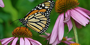 Butterfly on echinacea flower