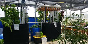 Plants in a greenhouse