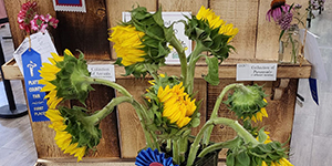 Sunflowers in a vase