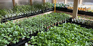 Seedlings in trays