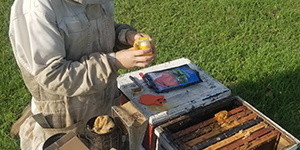 Person working with bees