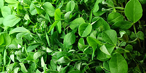 Microgreens