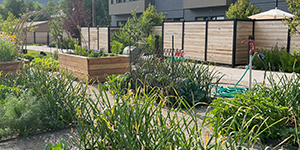 Garden beside a building