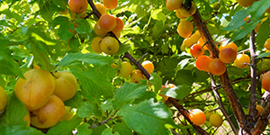 Native plums
