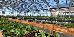 Greenhouse