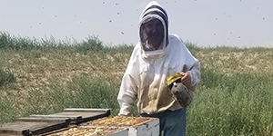 Person working with bee hives