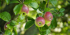 Apples on a tree