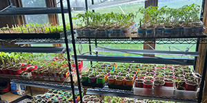 Seedlings in trays