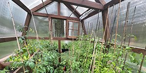Plants in a greenhouse