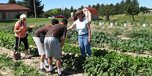 People working in a garden